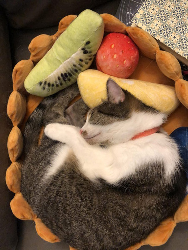cat sleeping in fruit basket