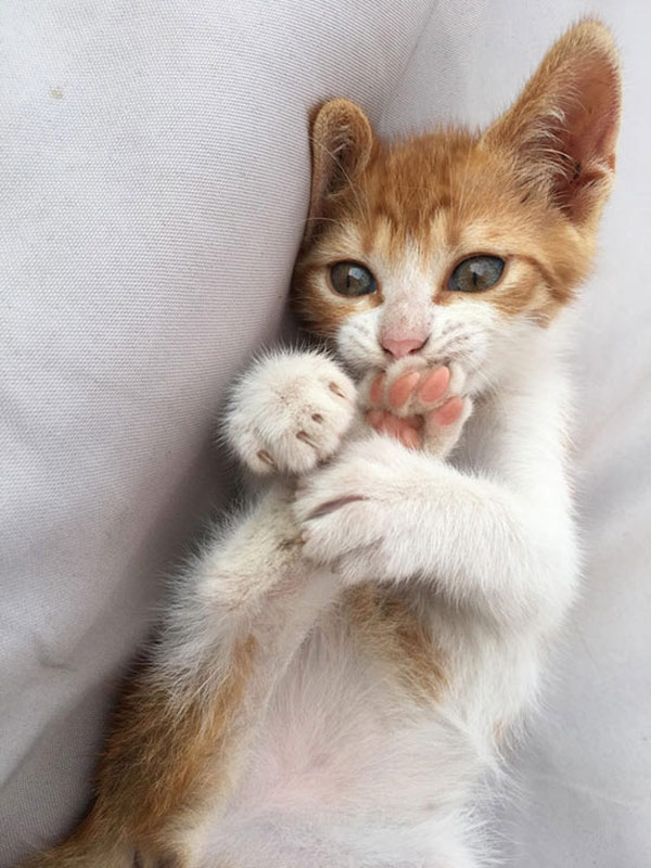 kitten chews foot