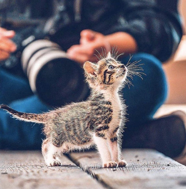 little fuzzy kitten
