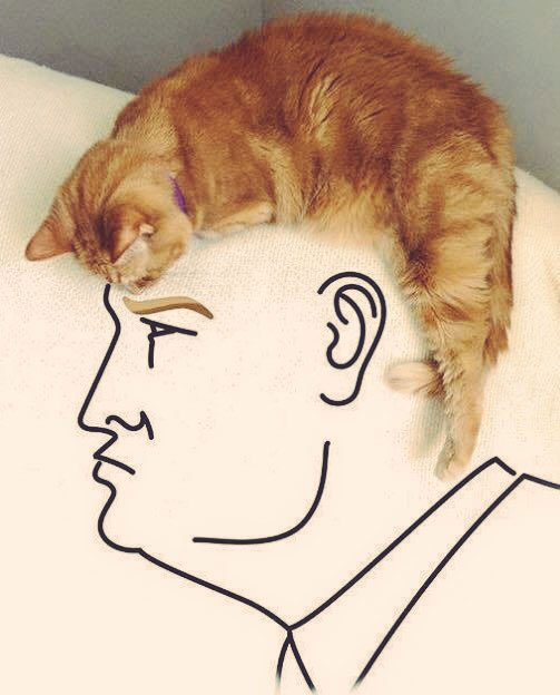 trump with cat for hair art