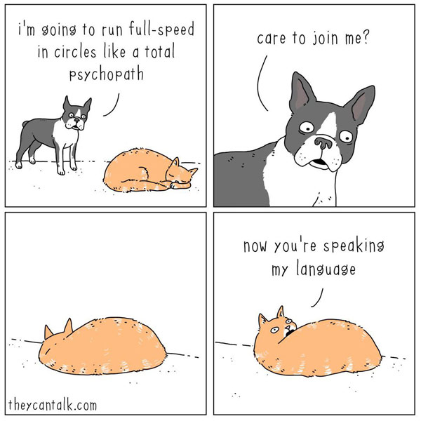 cat and dog run in circles comic