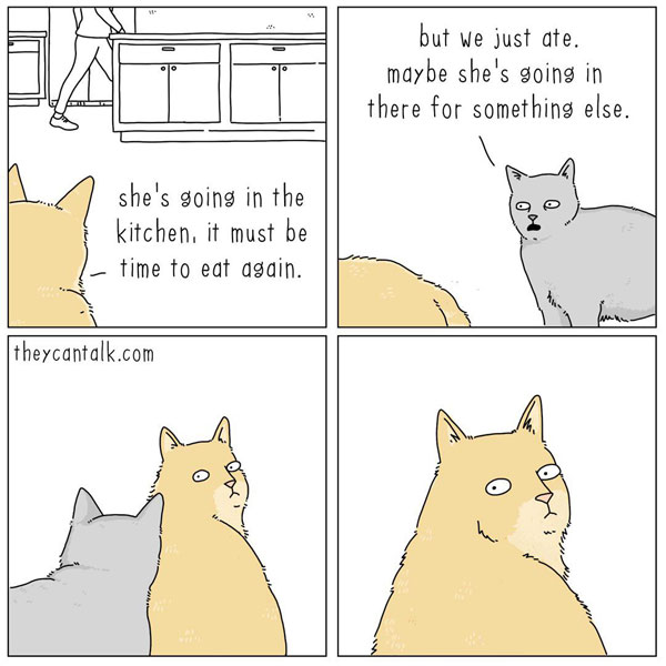 suspicious cat comic