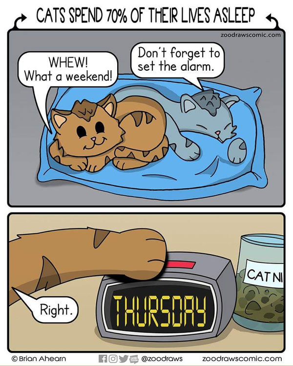 cats sleep a lot comic