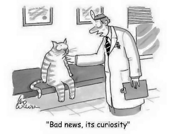 curiosity killed cat comic