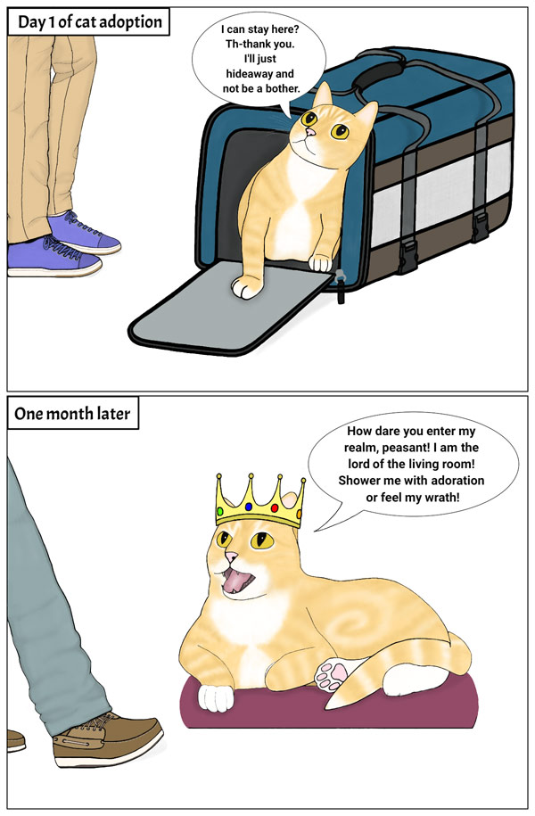 the new cat gets comfy comic