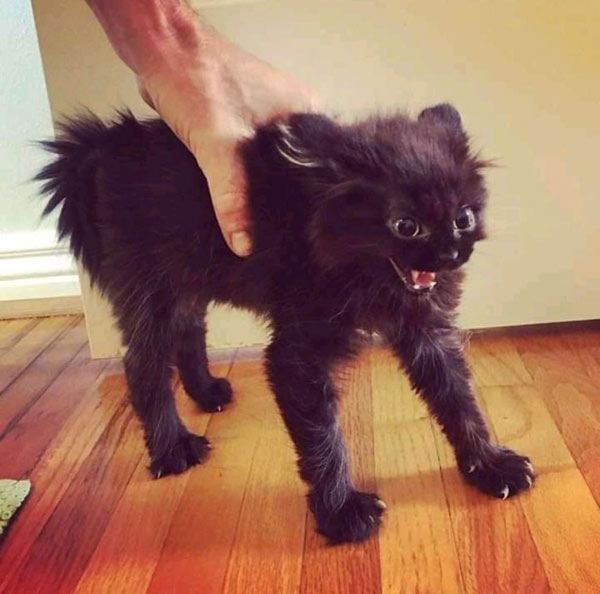 blow dried mad black kitten