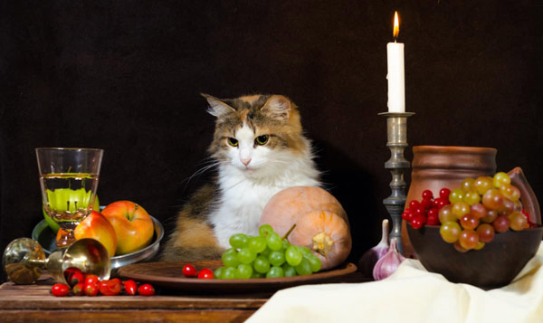 cat at table full of food