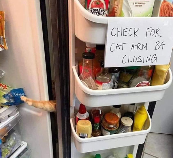 cat sneaking food from refrigerator