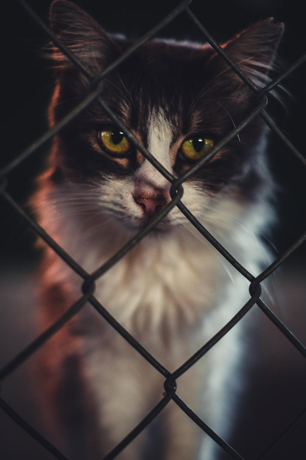 cat behind fence