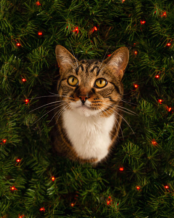 cat in xmas wreath