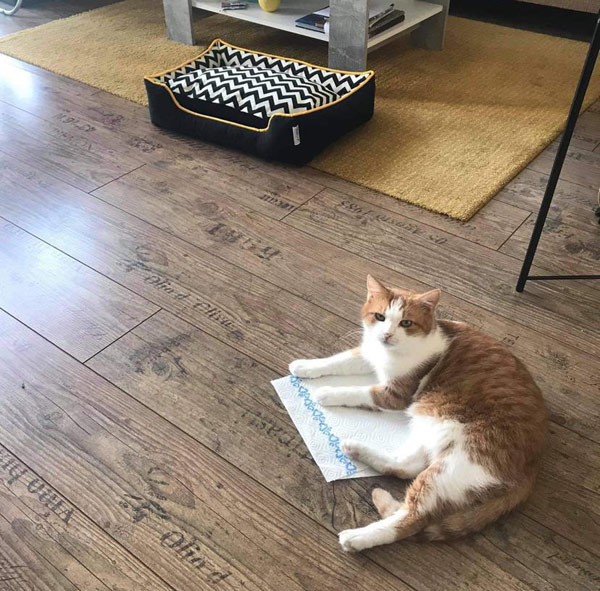 cat laying on paper towel