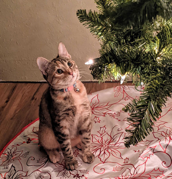 cat mesmerized by xmas tree light