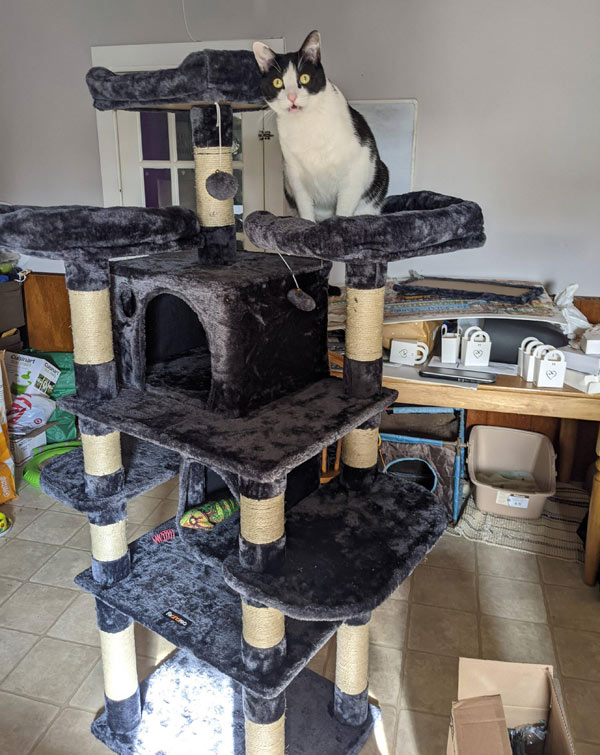 cat on large cat tree