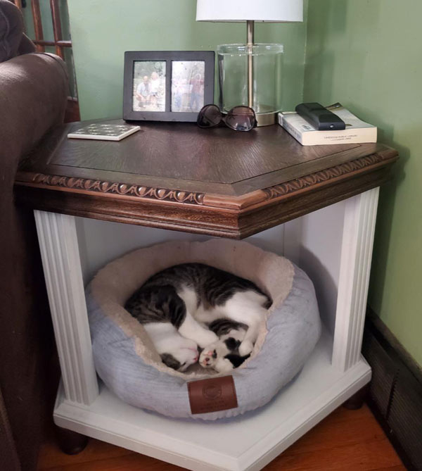 cat sleeping in corner unit