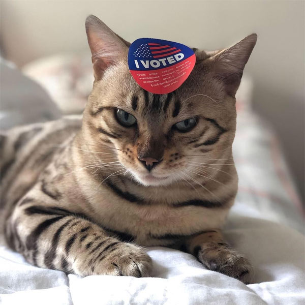 cat with i voted sticker on head