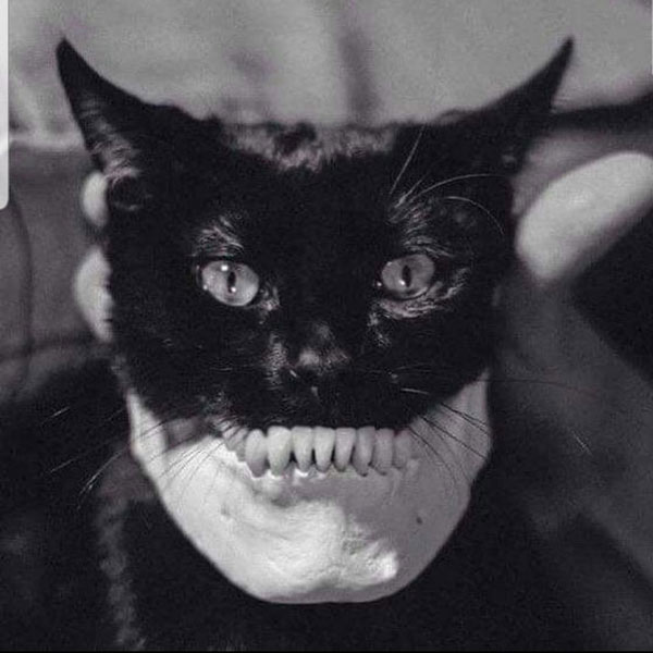 cat in human skull