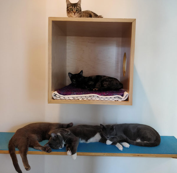 cats sleeping on platforms