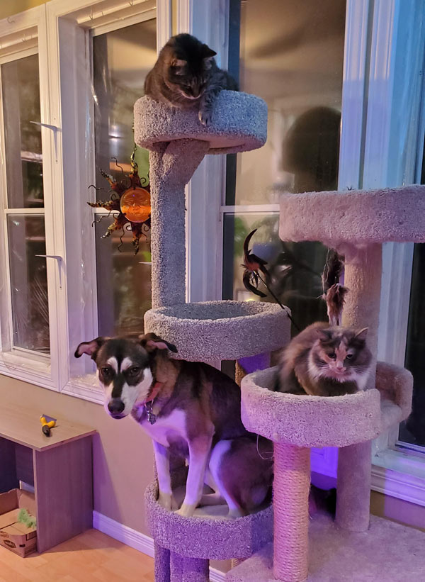 dog in cat tree