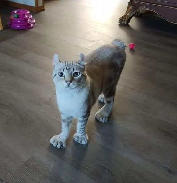 cat with big feet