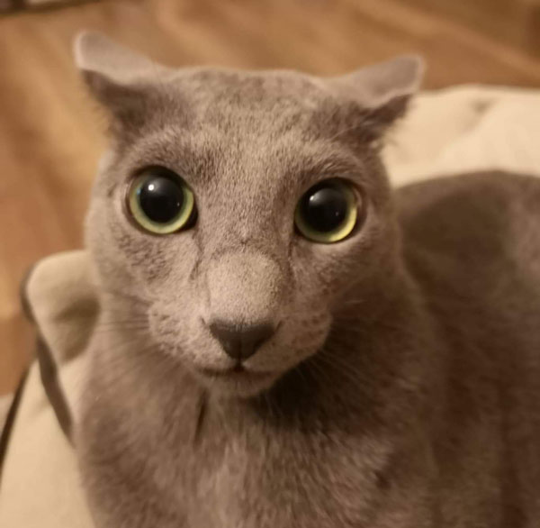 grey cat wth big eyes