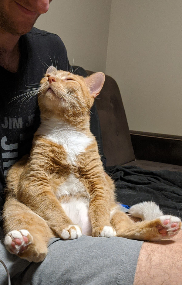happy cat and happy human