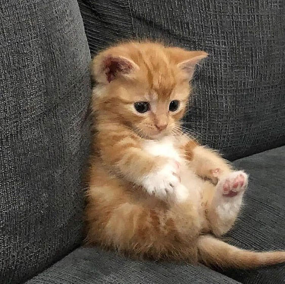 kitten touching toes