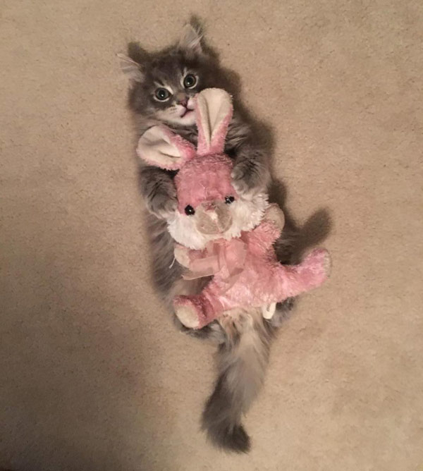 kitten with stuffed bunny