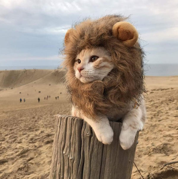 cat with mane on post
