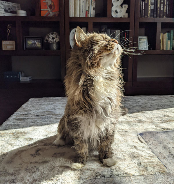 old cat sitting in the sun