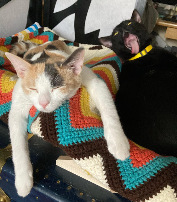 cats sleeping on arrested man's back