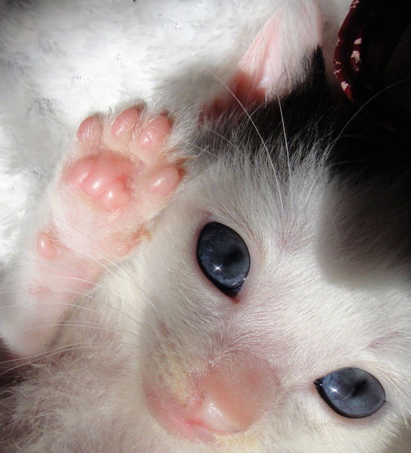 kitten with pink paws