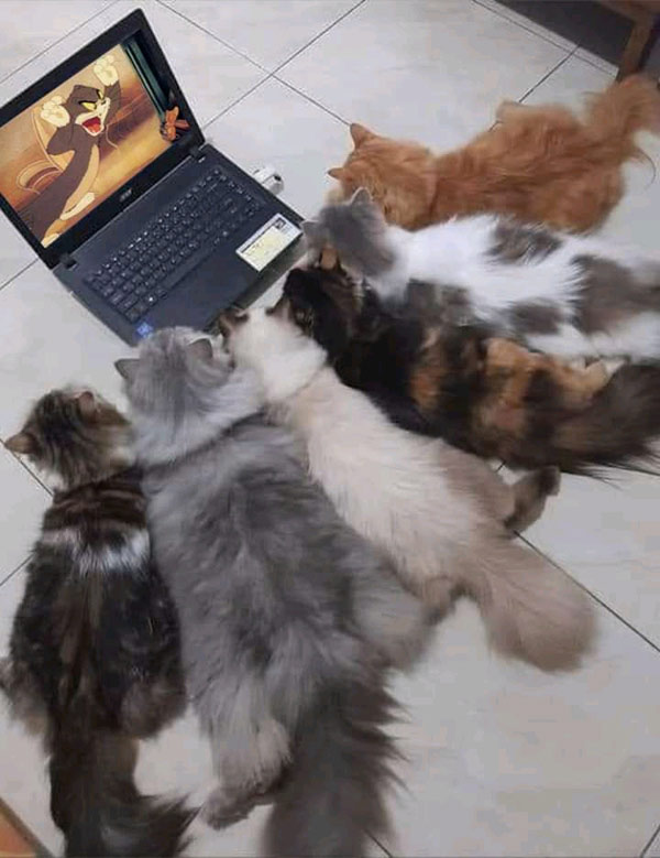 six cats watching cartoons on laptop