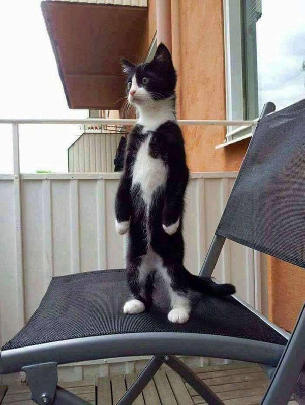 cat standing up