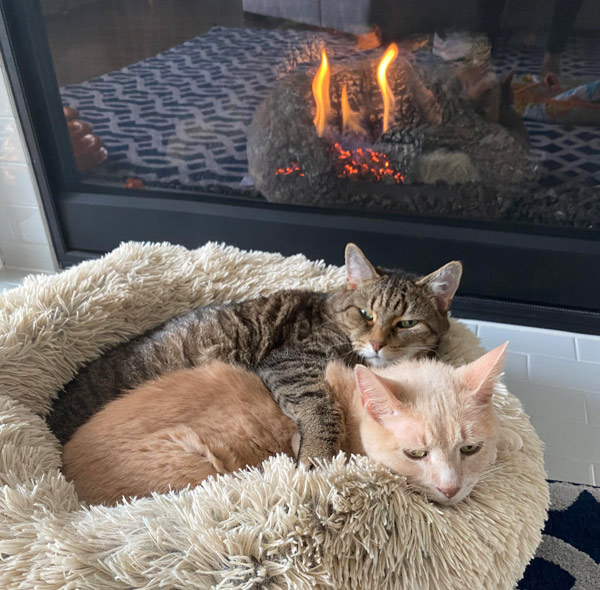 two cats in front of fire