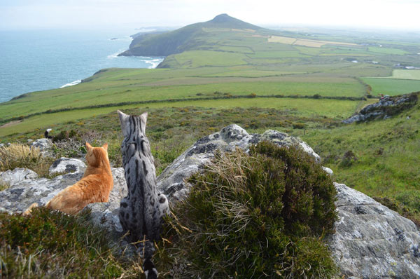 two cats looking out over landscape