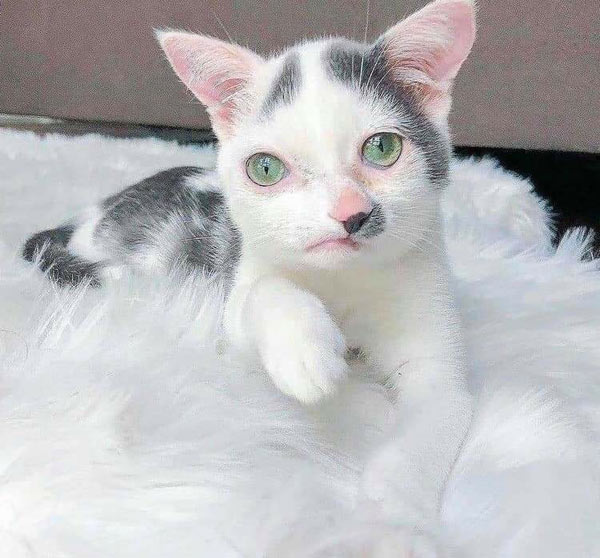weird looking white cat