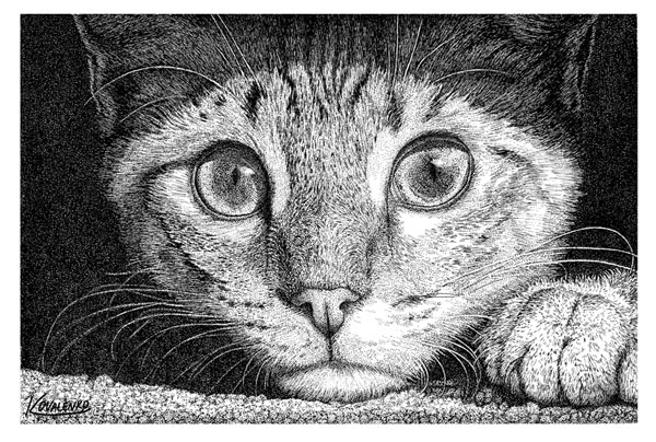 cat pen and ink drawing