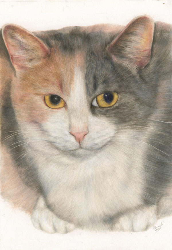 colored pencils cat art