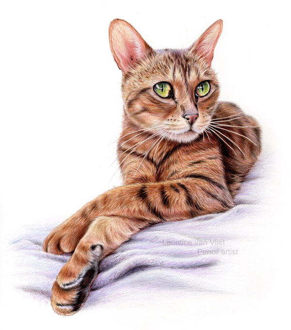 colored pencil cat art