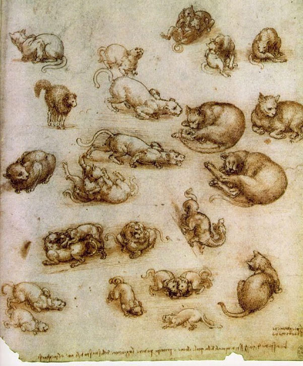 leonardo da vinci cat studies