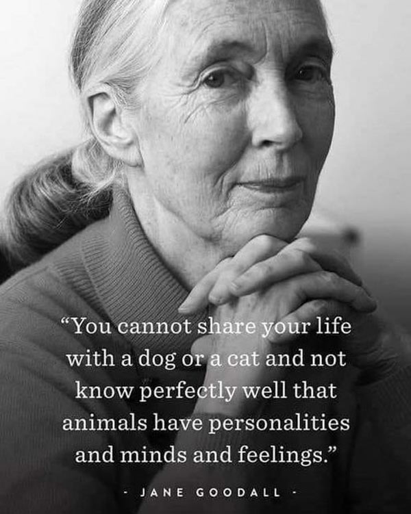 jane goodall cat quote