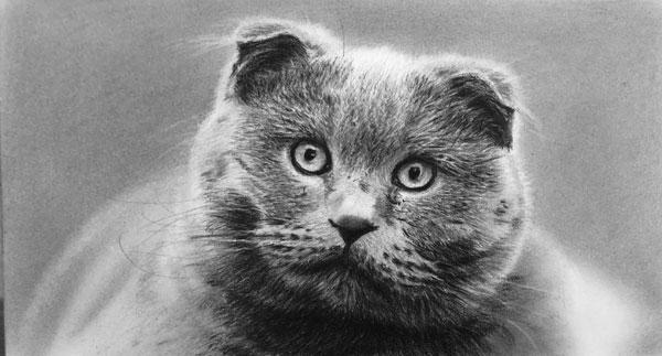 scottish fold art