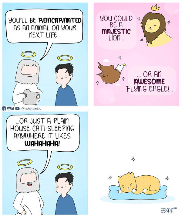 cat reincarnation comic