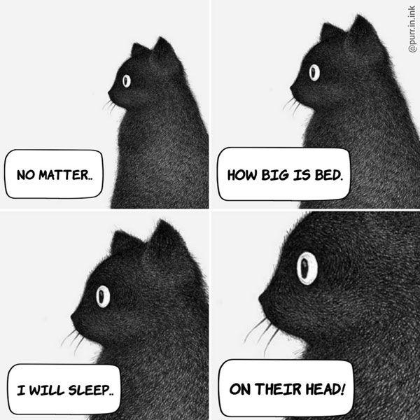 cat sleep on head comic