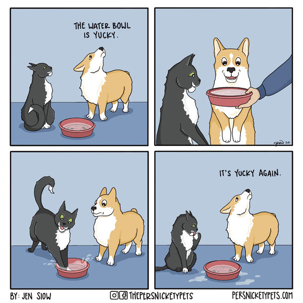 cats and water bowl comic