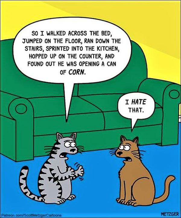 cats and corn comic