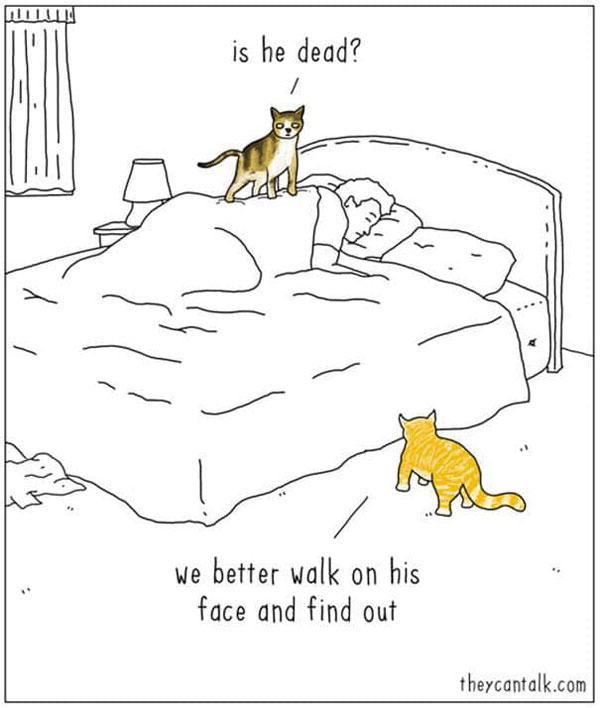 cats wkae owners in beds comic