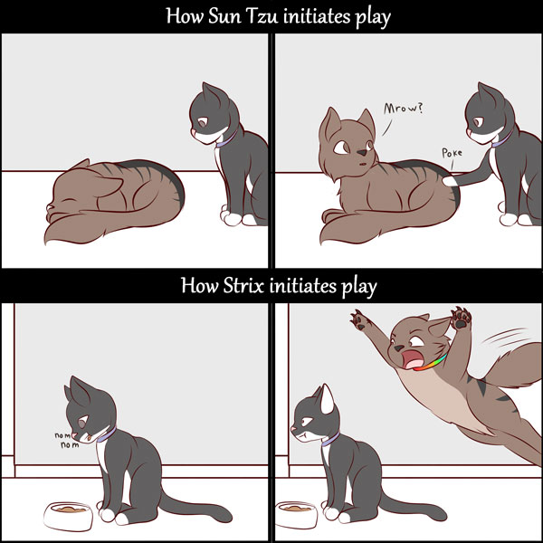 how cats play comic