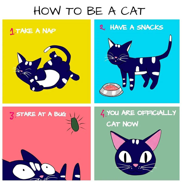 how to be a cat comic