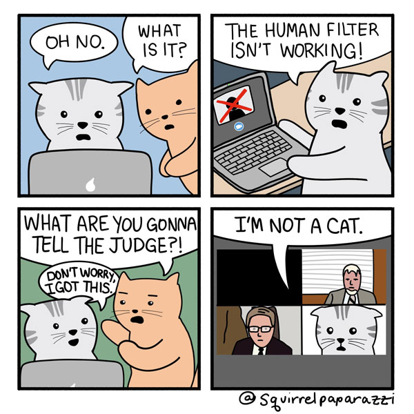 zoom cat comic